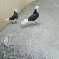 یک جفت کفتر دهن جور ابلغ سیاه تیکه پاره آس پرشی|پرنده|تهران, والفجر (افسریه)|دیوار