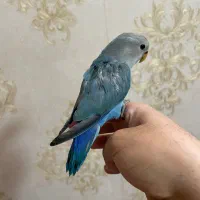 جوجه طوطی برزیلی تازه دونخور دستی|پرنده|تهران, هلال احمر|دیوار