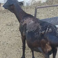 فروش میش آبستن سر مایه