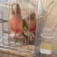 طوطی گرینچیک جفت|پرنده|پاکدشت, پاکدشت (مامازند)|دیوار