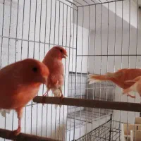 قناری سرخ ردفکتور ماده۲۵۰۰۰۰۰|پرنده|تهران, درب دوم|دیوار