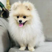 حیوان خانگی سگ پامر|سگ|نوشهر, |دیوار