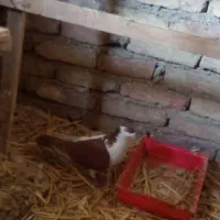 کفتر شهرستانی