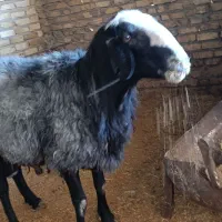 گوسفندبره نروشیشک نر|حیوانات مزرعه|هشتگرد, ینگی امام|دیوار