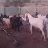 فروش تعدادی بز ابستن کهره بره