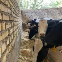 4 راس تلیسه هلشتاین و سیمینتال آبستن