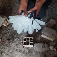 کبوتر|پرنده|سمنان, |دیوار