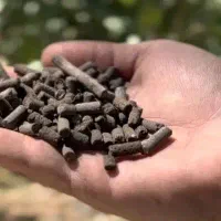 لوسترکود لوسترمرغی