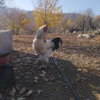 مرغ خروس وارداتی اصل برهما|حیوانات مزرعه|بانه, |دیوار