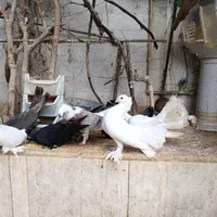 کبوتر دم چتری پاپر کاکلی بسیار زیبا