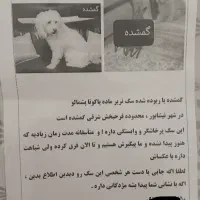 سگ گمشده یا ربوده شده|حیوانات|تربتحیدریه, بهزیستی|دیوار
