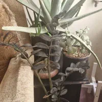 گلدان طبیعی