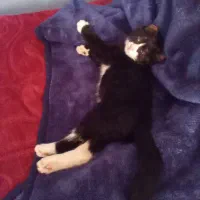 گربه رایگان