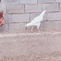 مرغ لاری سفید