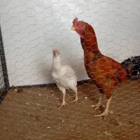 دوعدد مرغ و خروس لاری اصل|حیوانات مزرعه|اهر, |دیوار