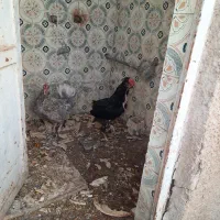 مرغ و خروس