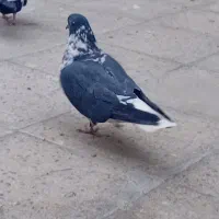 کفتر خوب|پرنده|ری, شهادت|دیوار