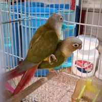 10جفت گرینچیک 7ماهه پیش مولد