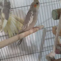 عروس هلندی ابلغ وخاکستری|پرنده|پاکدشت, پاکدشت (مامازند)|دیوار