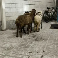 بره|حیوانات مزرعه|بروجرد, |دیوار