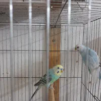 مرغ عشق زیبا|پرنده|رشت, شهریاران|دیوار