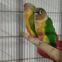 گرینچیک عروس هلندی کاسکو راهب