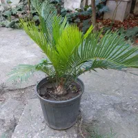 سیکاس|گل و گیاه طبیعی|گرگان, |دیوار