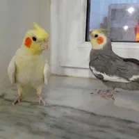 عروس هلندی|پرنده|دهگلان, |دیوار