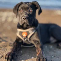 توله کنکورسو