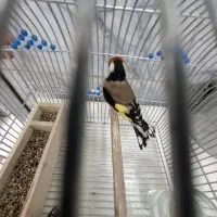 سهره سرسیاه ۲ساله شیرینکار