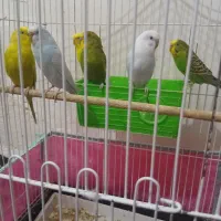 مرغ عشق|پرنده|اندیمشک, |دیوار