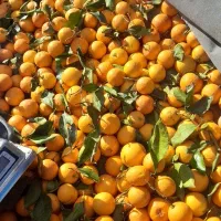 پرتقال.پرتقال خونی.تامسون