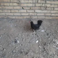 مرغ رسمی سیاه مشکی محلی