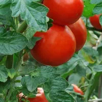 گوجه ربی|خوردنی و آشامیدنی|قوچان, |دیوار