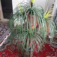 درختچه ی نخل مصنویی