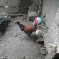 خروس|حیوانات مزرعه|رودسر, |دیوار