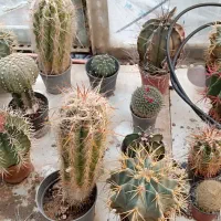 گل گیاه کاکتوس