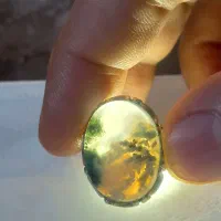 شجر بسیار زیبا