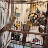 عروس نرماده تخم گذار|پرنده|تبریز, |دیوار