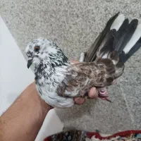 کبوتر پرشی