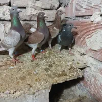 دوبر باجوجه هاش