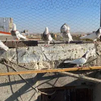 کبوتر طوقی|پرنده|درگزین, |دیوار