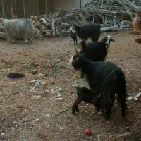 فروش بز وبزغاله