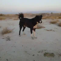 واگذاری سگ|سگ|مرودشت, رودبال|دیوار