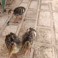 جوجه بوقلمون