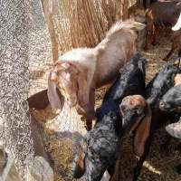 فروش بز آبستن و۳ عدد پاچن چاق برا مالداری و ...|حیوانات مزرعه|ایرانشهر, |دیوار