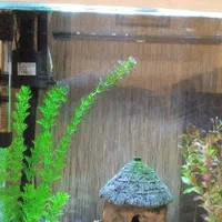 خرگوش و ماهی و کبوتر|موش و خرگوش|شهرکرد, |دیوار