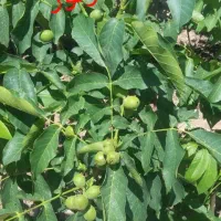نهال گردو فرنور|گل و گیاه طبیعی|قوچان, |دیوار