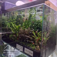 گیاه آبزی و پلنت