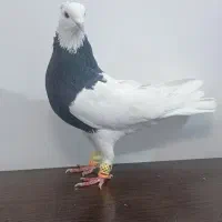 رنگه طوقی سینه|پرنده|مشهد, نوید|دیوار